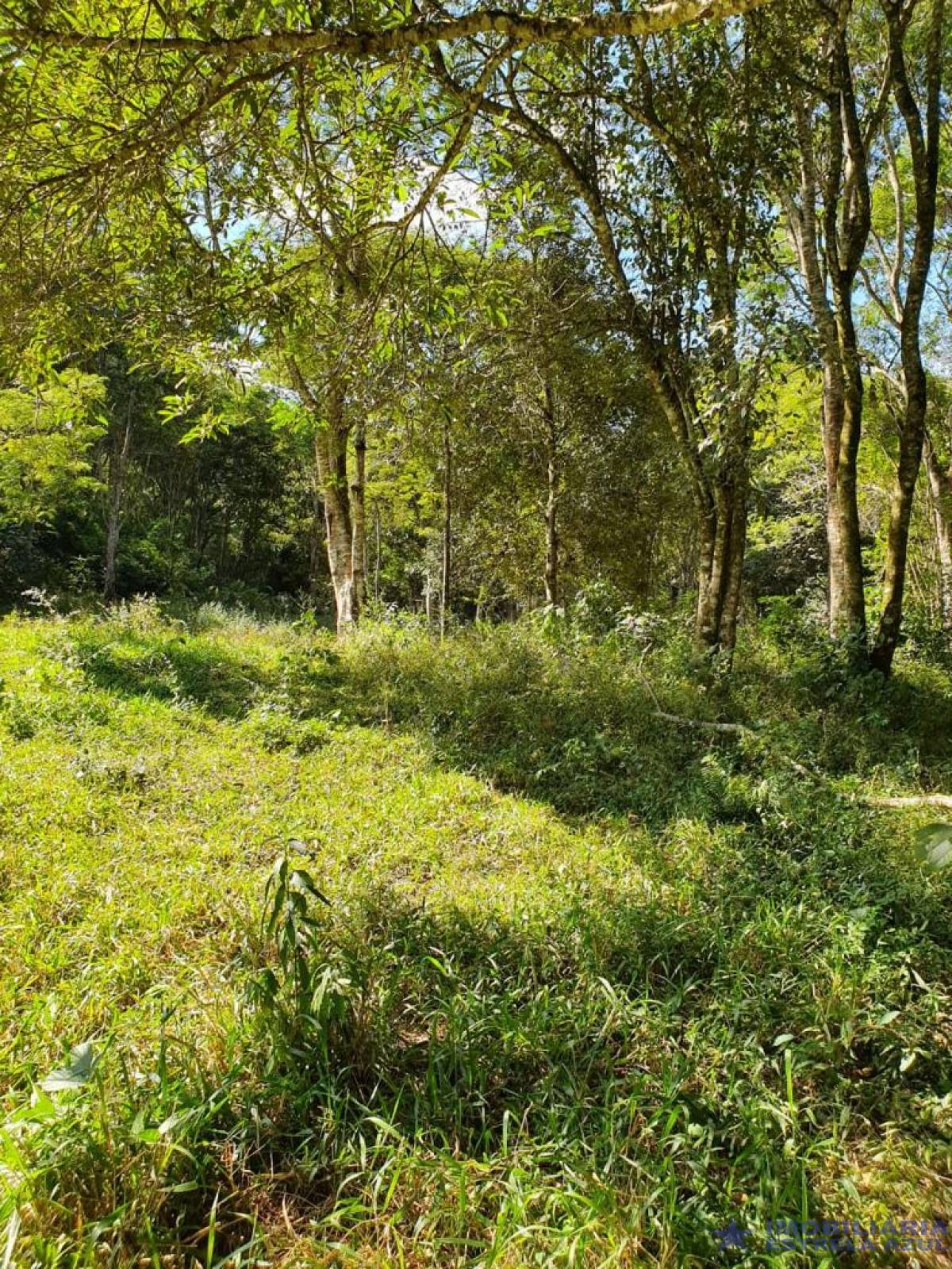 Sítio no bairro Furnas